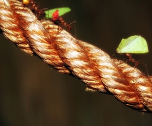 The Wisdom of an Ant