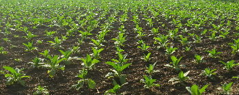 working fields