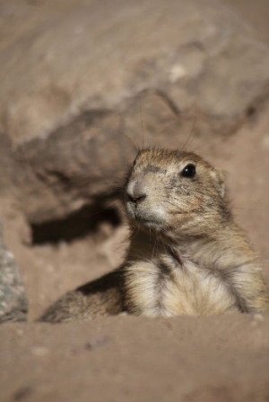 How Much Wood Could a Woodchuck Chuck ...